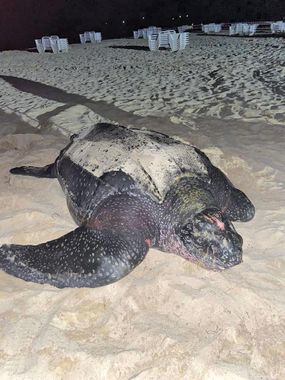 Arrêté préfectoral  - protection des tortues marines aux Terres-Basses
