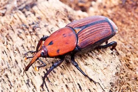 Charançon rouge aux Terres Basses