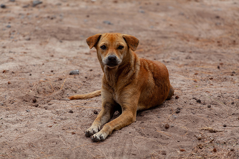Stray dogs